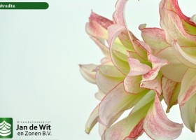 hippeastrum Aphrodite (3)